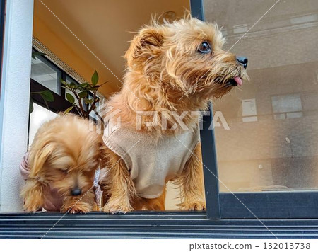 狗從窗戶向外張望 132013738