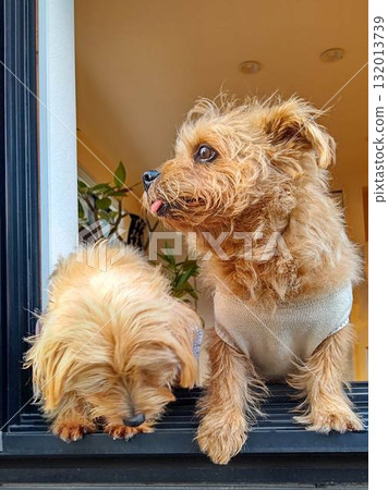 cute small dog cute small dog 132013739