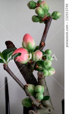 Flowers blooming in the winter sunshine 132013740
