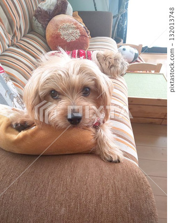 Dog sitting on a cushion 132013748
