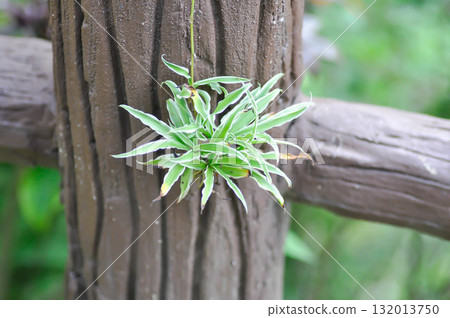 Chlorophytum comosum or spider plant or Chlorophytum comosum Variegatum , Variegatum or Asparagaceae, Chlorophytum bichetii 132013750