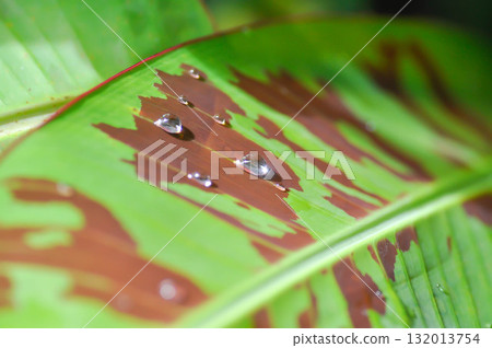 banana plant, blood banana or Musa acuminata or Musa balbisiana or rain droplet 132013754
