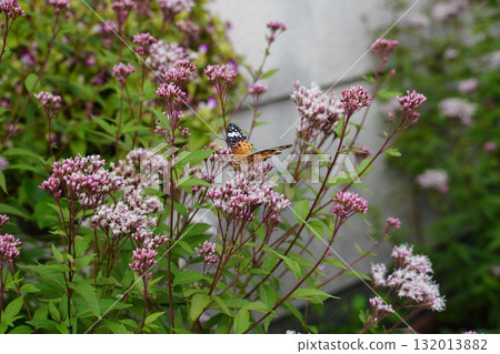 Fujibakama flowers and butterflies 132013882