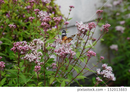 Fujibakama flowers and butterflies Fujibakama flowers and butterflies 132013883