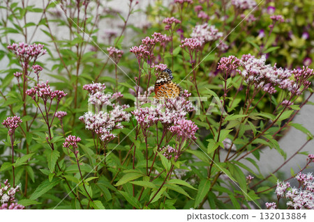 Fujibakama flowers and butterflies 132013884