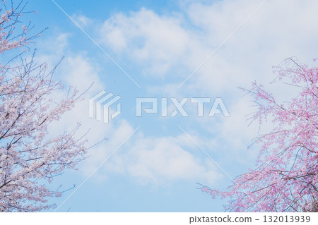 Spring scenery with blue sky and cherry blossoms 132013939