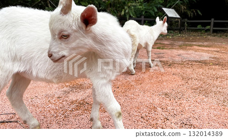 White goat in nature, Tokashiki Island, Okinawa Prefecture 132014389