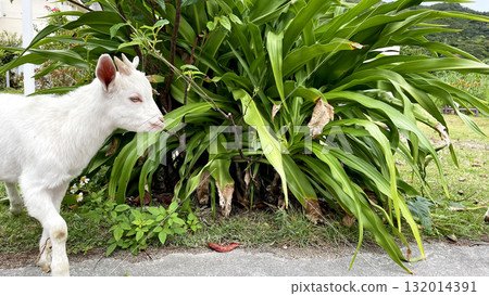 沖繩縣渡嘉敷島自然界的白山羊 132014391