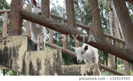 沖繩縣渡嘉敷島自然界的白山羊 132014393