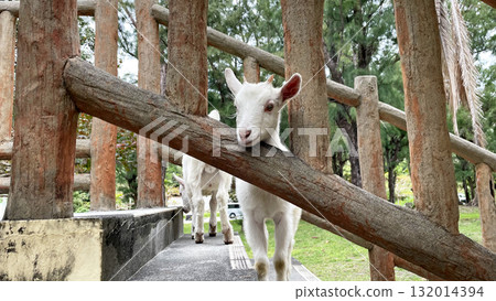 沖繩縣渡嘉敷島自然界的白山羊 132014394