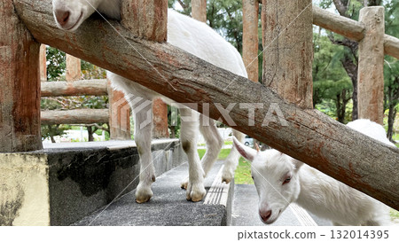 White goat in nature, Tokashiki Island, Okinawa Prefecture White goat in nature, Tokashiki Island, Okinawa Prefecture 132014395