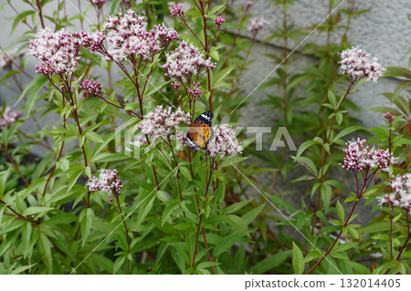 藤間花和蝴蝶 藤間花和蝴蝶 132014405