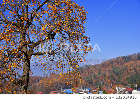 Persimmon tree 132014916