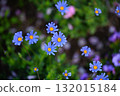 Blue daisy flower 132015184