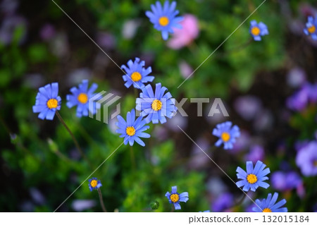 藍色雛菊花 藍色雛菊花 132015184