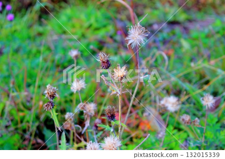 Scenery of Aoki Village, Shinshu in November Scenery of Shinshu 132015339