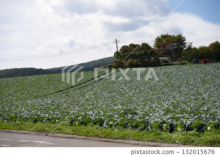 Cabbage field at Tsumagoi Village 132015676