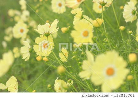 雨中綻放的黃色波斯菊 132015701