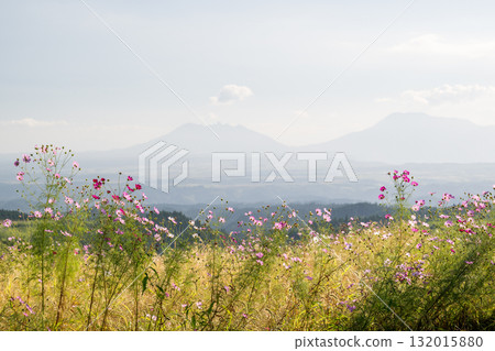 Colorful autumn cherry blossoms that shine in the evening when the autumn flowers cosmos are in full bloom 132015880