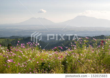Colorful autumn cherry blossoms that shine in the evening when the autumn flowers cosmos are in full bloom Colorful autumn cherry blossoms that shine in the evening when the autumn flowers cosmos are in full bloom 132015883