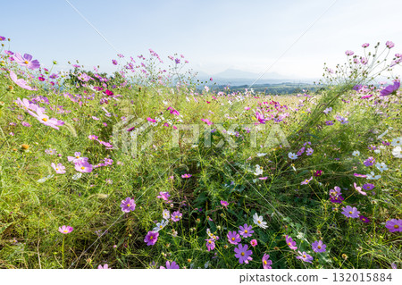 Colorful autumn cherry blossoms that shine in the evening when the autumn flowers cosmos are in full bloom Colorful autumn cherry blossoms that shine in the evening when the autumn flowers cosmos are in full bloom 132015884
