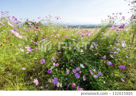 Colorful autumn cherry blossoms that shine in the evening when the autumn flowers cosmos are in full bloom Colorful autumn cherry blossoms that shine in the evening when the autumn flowers cosmos are in full bloom 132015885
