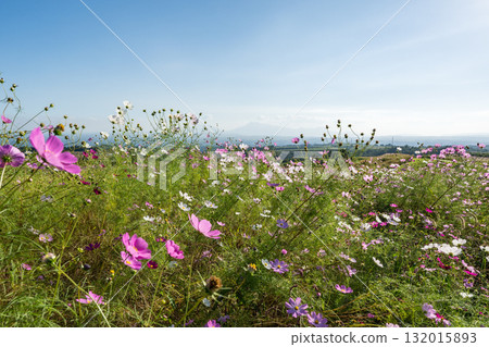 Colorful autumn cherry blossoms that shine in the evening when the autumn flowers cosmos are in full bloom Colorful autumn cherry blossoms that shine in the evening when the autumn flowers cosmos are in full bloom 132015893
