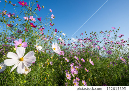 Colorful autumn cherry blossoms that shine in the evening when the autumn flowers cosmos are in full bloom Colorful autumn cherry blossoms that shine in the evening when the autumn flowers cosmos are in full bloom 132015895