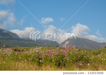 Colorful autumn cherry blossoms that shine in the evening when the autumn flowers cosmos are in full bloom Colorful autumn cherry blossoms that shine in the evening when the autumn flowers cosmos are in full bloom 132015898