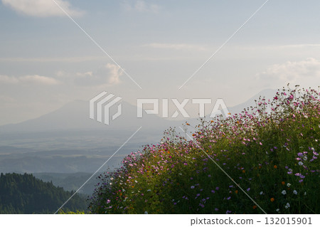 Colorful autumn cherry blossoms that shine in the evening when the autumn flowers cosmos are in full bloom 132015901