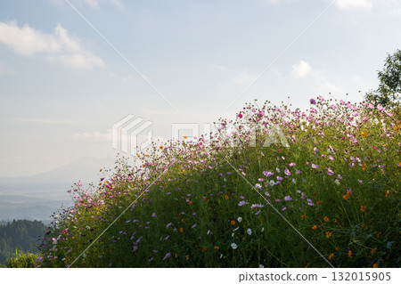 Colorful autumn cherry blossoms that shine in the evening when the autumn flowers cosmos are in full bloom Colorful autumn cherry blossoms that shine in the evening when the autumn flowers cosmos are in full bloom 132015905