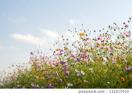 Colorful autumn cherry blossoms that shine in the evening when the autumn flowers cosmos are in full bloom Colorful autumn cherry blossoms that shine in the evening when the autumn flowers cosmos are in full bloom 132015910