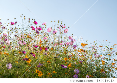 Colorful autumn cherry blossoms that shine in the evening when the autumn flowers cosmos are in full bloom Colorful autumn cherry blossoms that shine in the evening when the autumn flowers cosmos are in full bloom 132015912