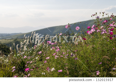 Colorful autumn cherry blossoms that shine in the evening when the autumn flowers cosmos are in full bloom Colorful autumn cherry blossoms that shine in the evening when the autumn flowers cosmos are in full bloom 132015917