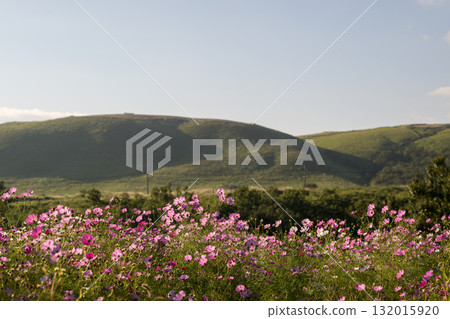 Colorful autumn cherry blossoms that shine in the evening when the autumn flowers cosmos are in full bloom 132015920