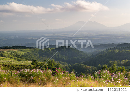 秋花波斯菊盛開的傍晚，色彩繽紛的秋櫻花綻放光芒 132015921