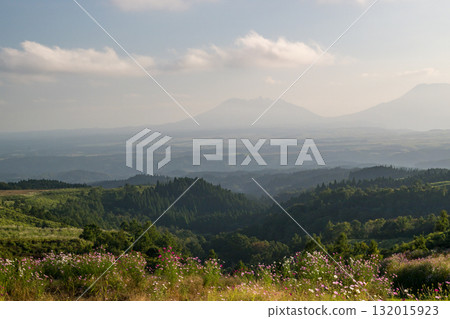 Colorful autumn cherry blossoms that shine in the evening when the autumn flowers cosmos are in full bloom 132015923