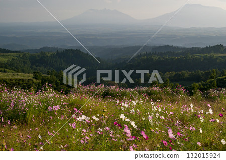 秋花波斯菊盛開的傍晚,色彩繽紛的秋櫻花綻放光芒 秋花波斯菊盛開的傍晚,色彩繽紛的秋櫻花綻放光芒 132015924