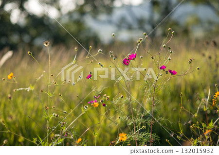 Colorful autumn cherry blossoms that shine in the evening when the autumn flowers cosmos are in full bloom Colorful autumn cherry blossoms that shine in the evening when the autumn flowers cosmos are in full bloom 132015932