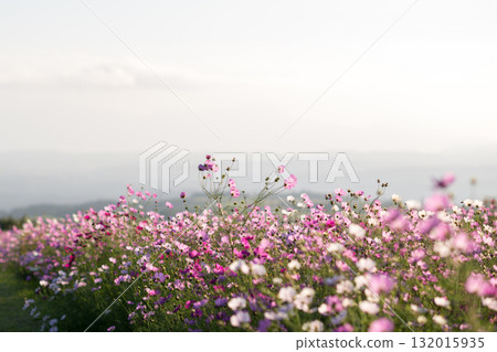 Colorful autumn cherry blossoms that shine in the evening when the autumn flowers cosmos are in full bloom 132015935