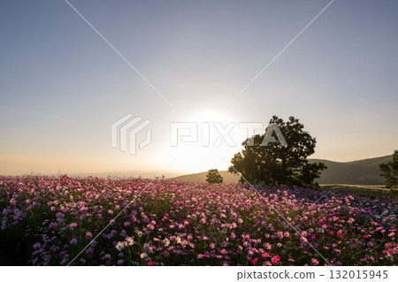 Colorful autumn cherry blossoms that shine in the evening when the autumn flowers cosmos are in full bloom Colorful autumn cherry blossoms that shine in the evening when the autumn flowers cosmos are in full bloom 132015945