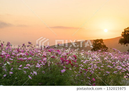 Colorful autumn cherry blossoms that shine in the evening when the autumn flowers cosmos are in full bloom Colorful autumn cherry blossoms that shine in the evening when the autumn flowers cosmos are in full bloom 132015975