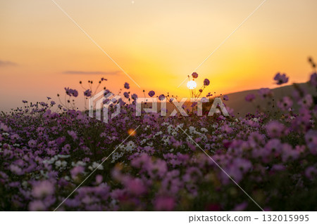 Colorful autumn cherry blossoms that shine in the evening when the autumn flowers cosmos are in full bloom Colorful autumn cherry blossoms that shine in the evening when the autumn flowers cosmos are in full bloom 132015995