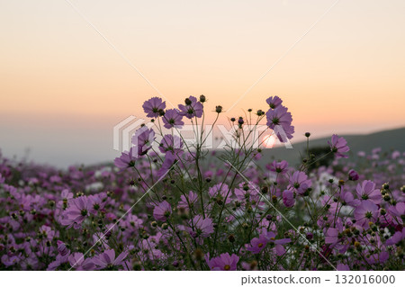 Colorful autumn cherry blossoms that shine in the evening when the autumn flowers cosmos are in full bloom Colorful autumn cherry blossoms that shine in the evening when the autumn flowers cosmos are in full bloom 132016000