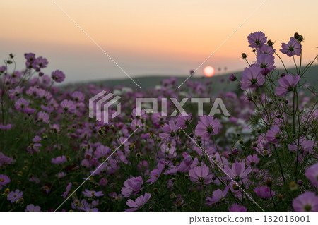 Colorful autumn cherry blossoms that shine in the evening when the autumn flowers cosmos are in full bloom Colorful autumn cherry blossoms that shine in the evening when the autumn flowers cosmos are in full bloom 132016001