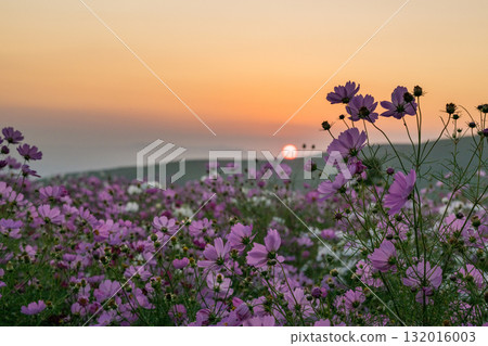 Colorful autumn cherry blossoms that shine in the evening when the autumn flowers cosmos are in full bloom Colorful autumn cherry blossoms that shine in the evening when the autumn flowers cosmos are in full bloom 132016003