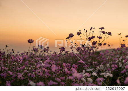 Colorful autumn cherry blossoms that shine in the evening when the autumn flowers cosmos are in full bloom Colorful autumn cherry blossoms that shine in the evening when the autumn flowers cosmos are in full bloom 132016007