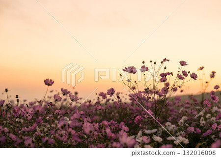 Colorful autumn cherry blossoms that shine in the evening when the autumn flowers cosmos are in full bloom Colorful autumn cherry blossoms that shine in the evening when the autumn flowers cosmos are in full bloom 132016008