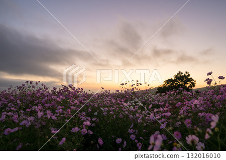 Colorful autumn cherry blossoms that shine in the evening when the autumn flowers cosmos are in full bloom 132016010