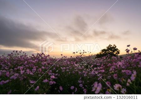 Colorful autumn cherry blossoms that shine in the evening when the autumn flowers cosmos are in full bloom 132016011